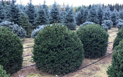 picea abies nidiformis